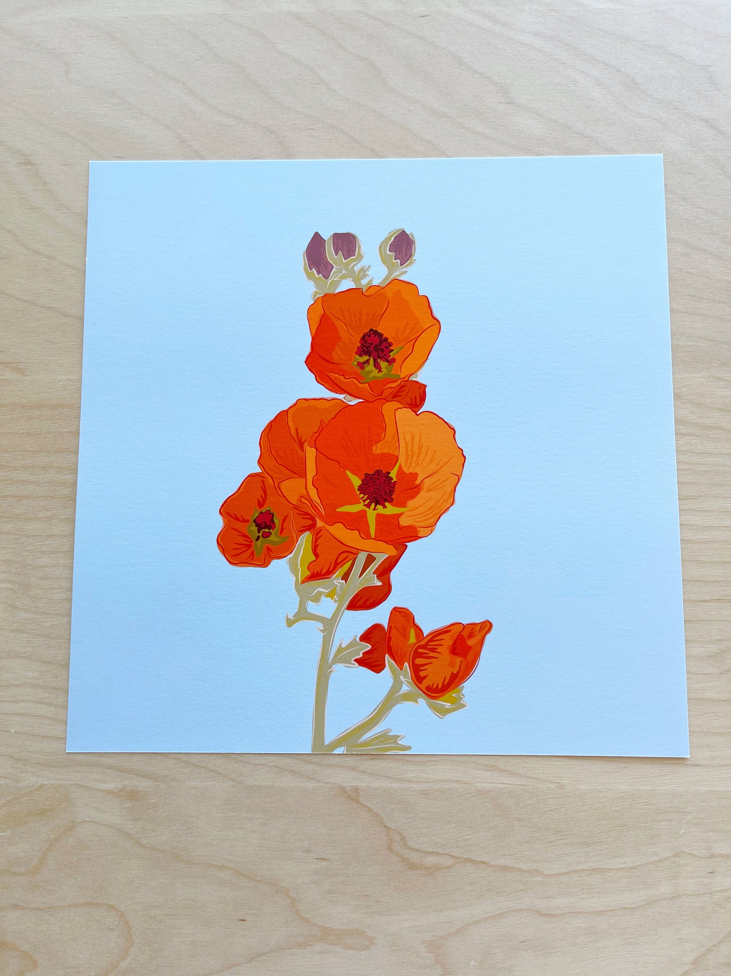 CD. Print of my Apricot Globe Mallow drawing 8” square with a blue background