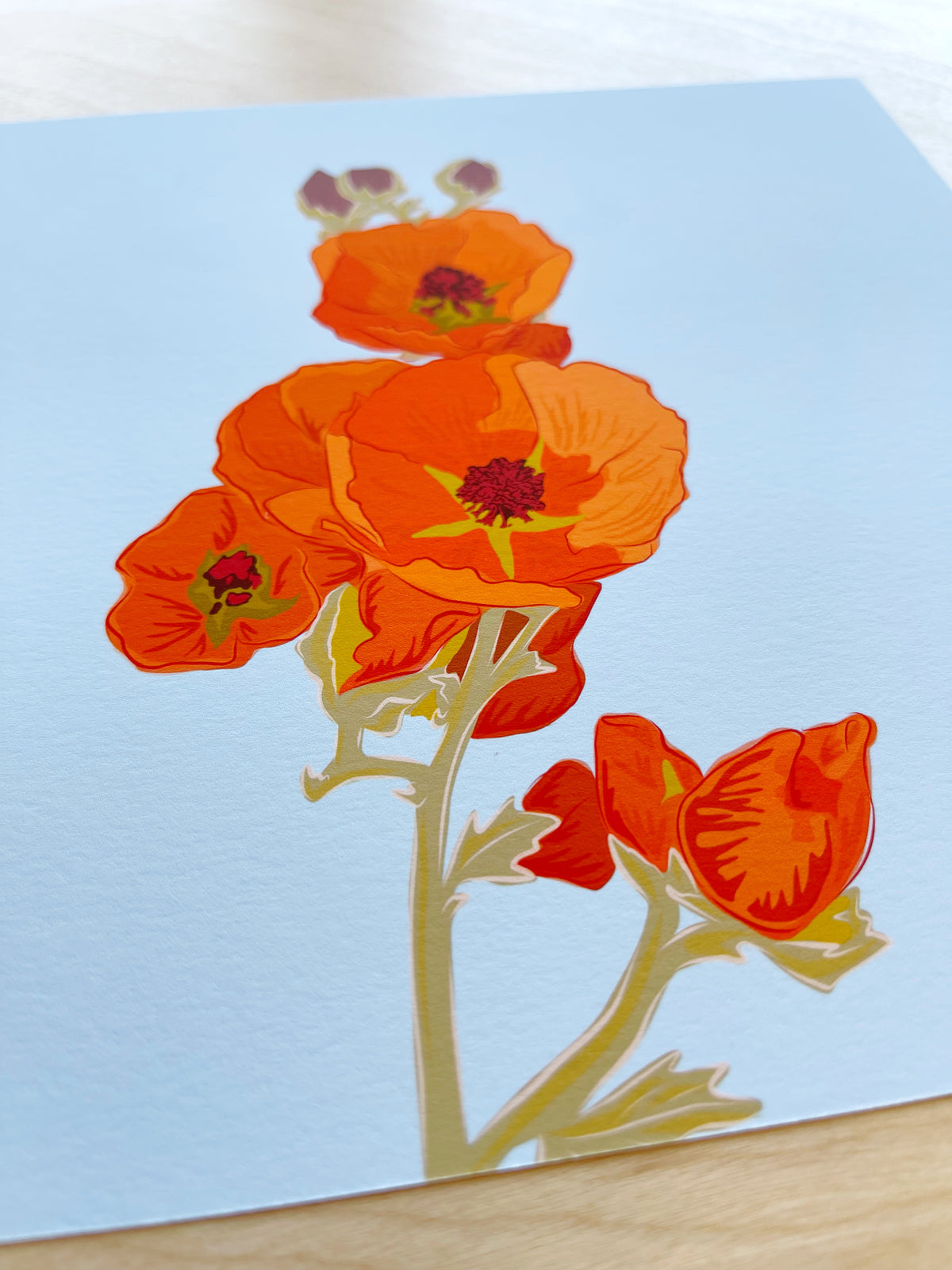 AK. Print of my Apricot Globe Mallow drawing with a blue background