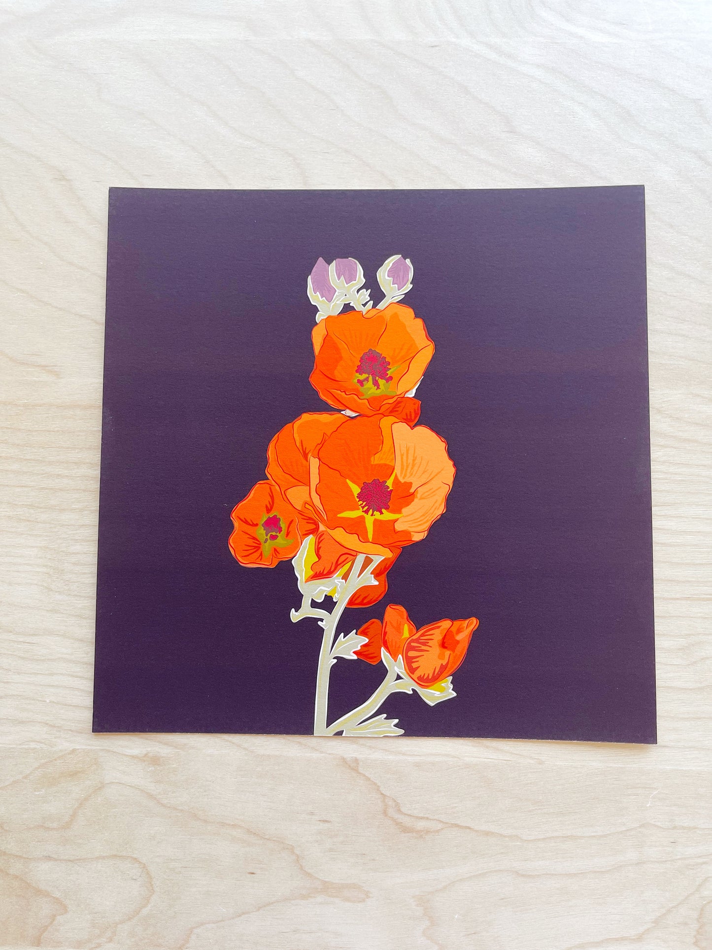 CD. Print of my Apricot Globe Mallow drawing 8” square with a dark chocolate background