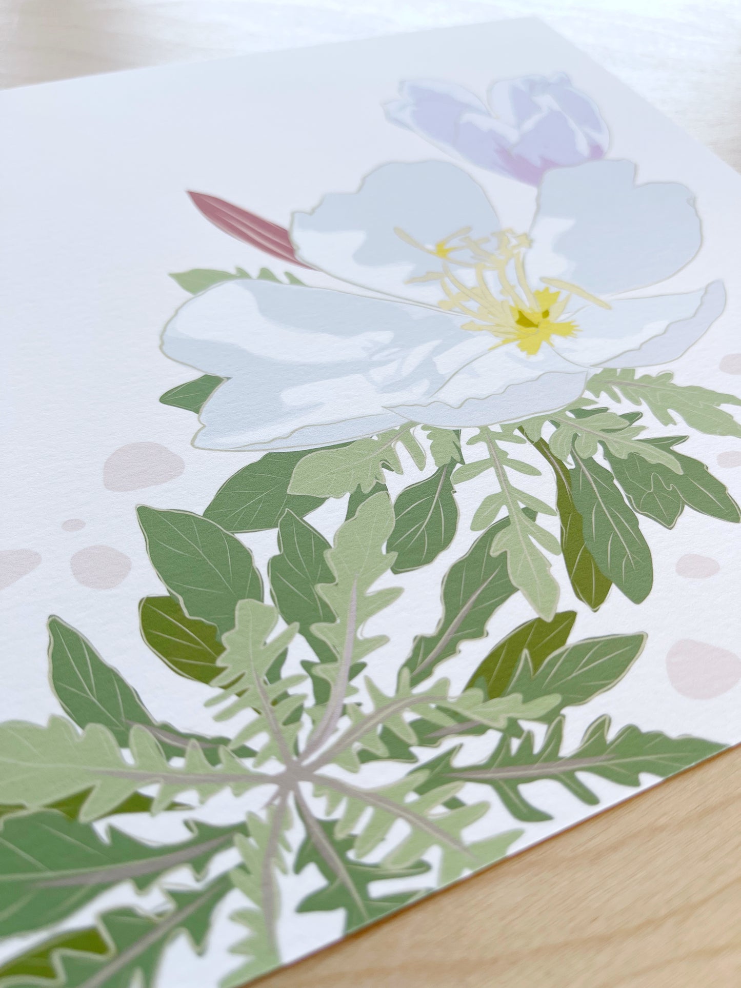 BA. Print of my Desert Primrose drawing 8” square