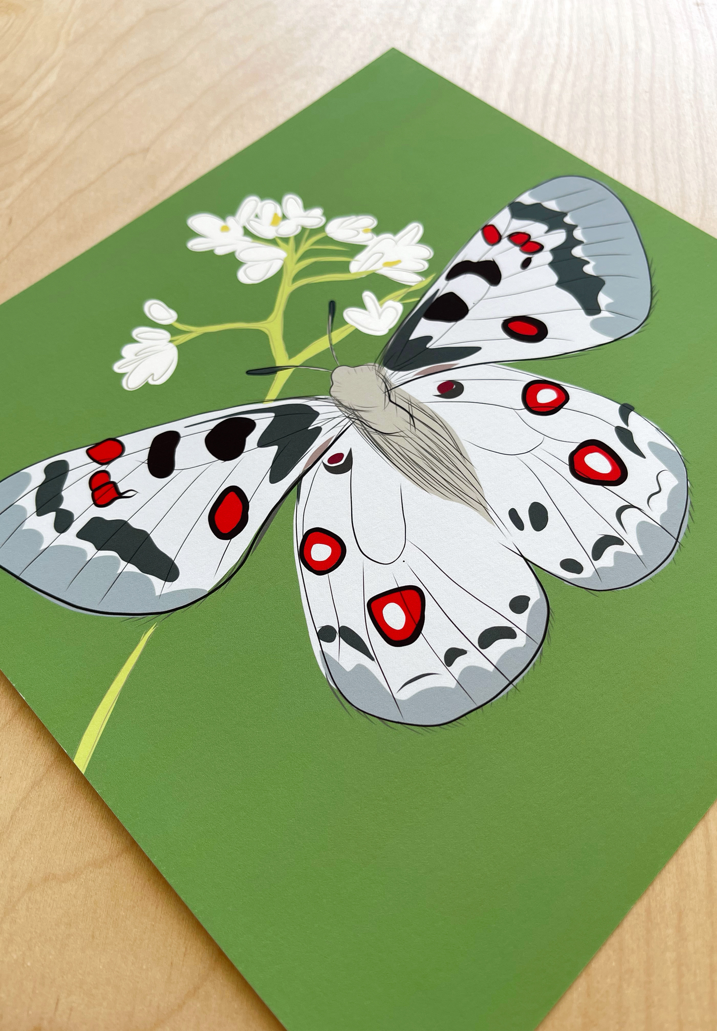 AE. Gray Moth with White Flowers on Green Print