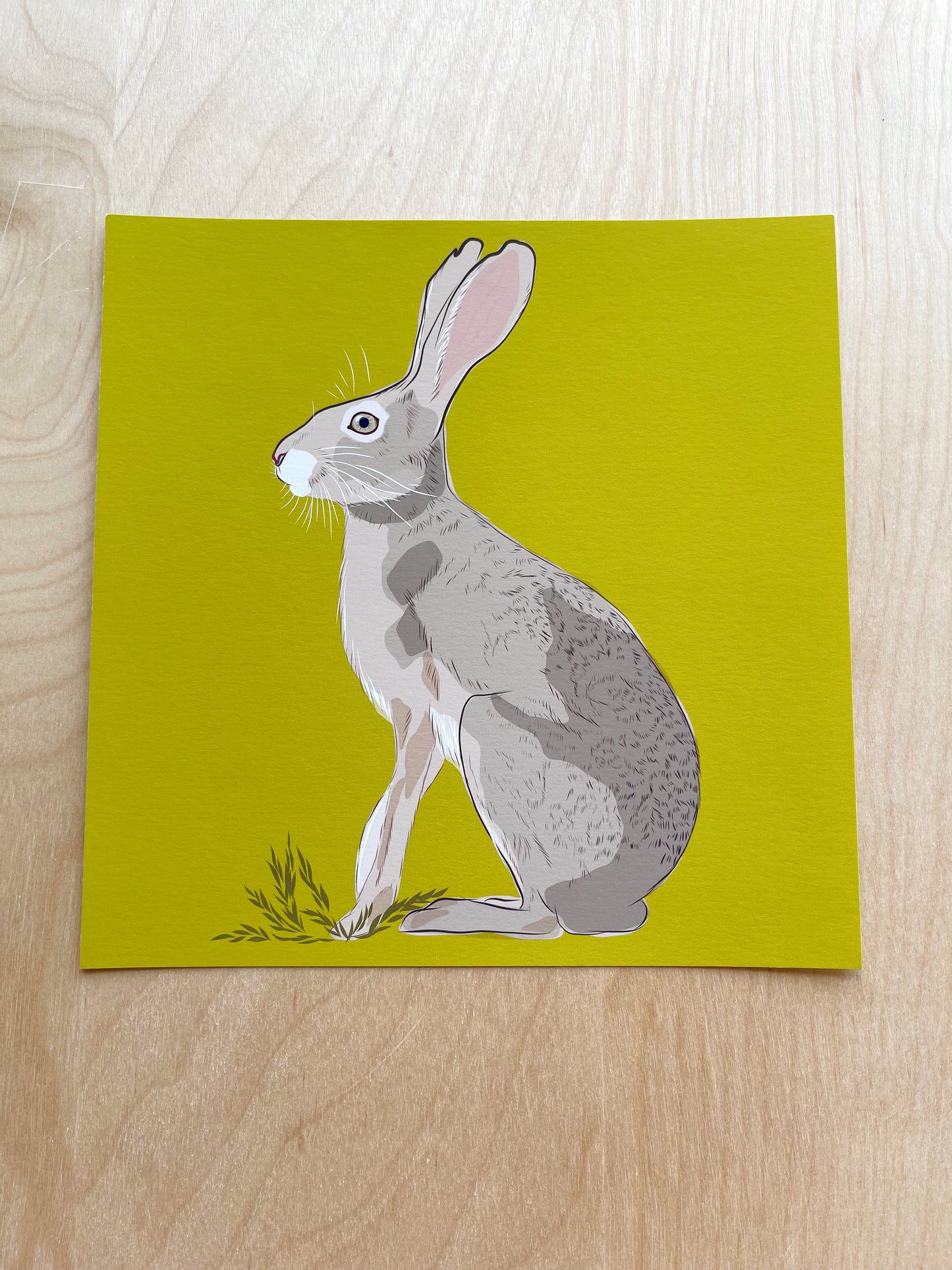 AB. Print of my Jackrabbit drawing 8” square peridot green background