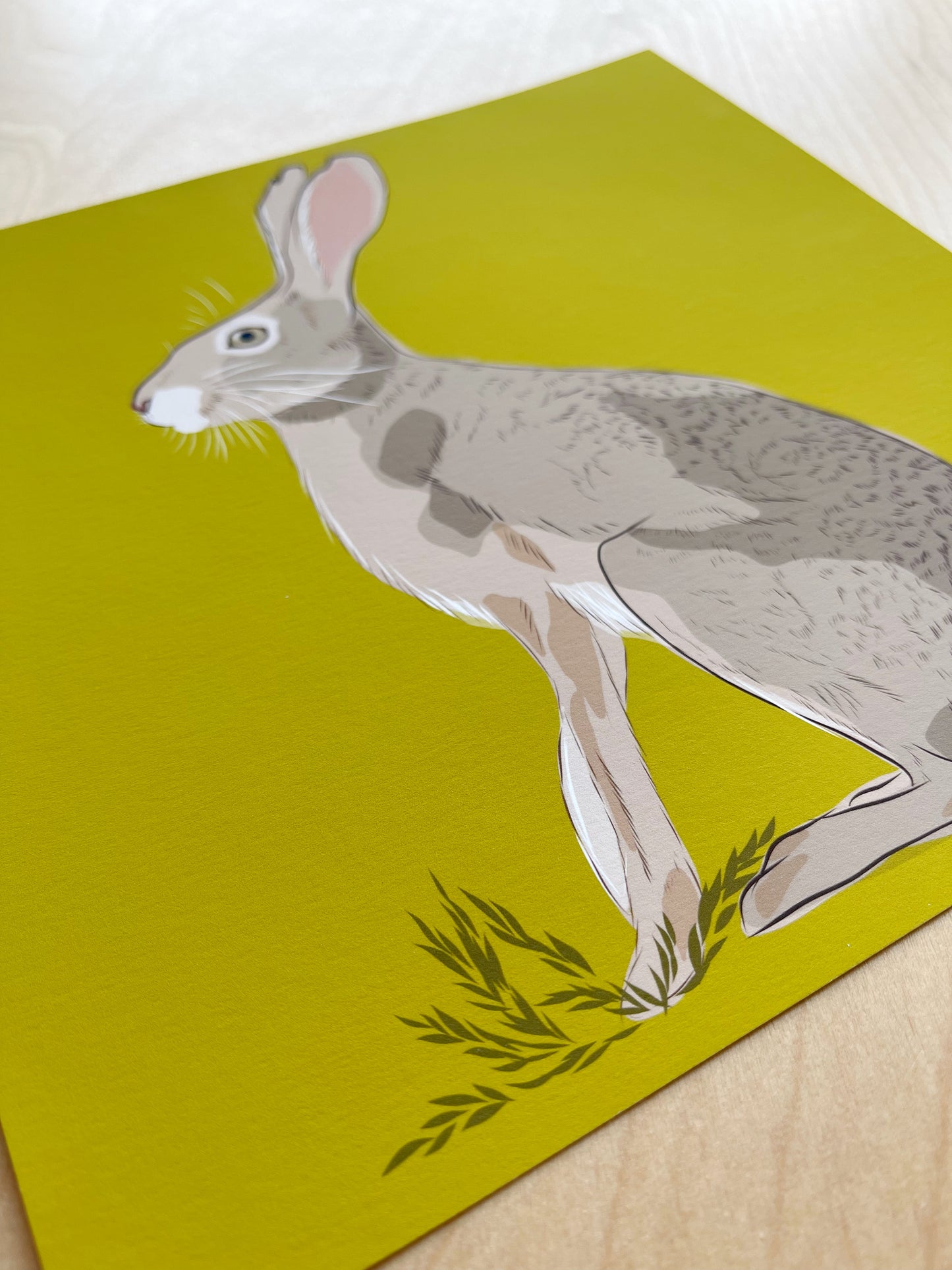 AB. Print of my Jackrabbit drawing 8” square peridot green background