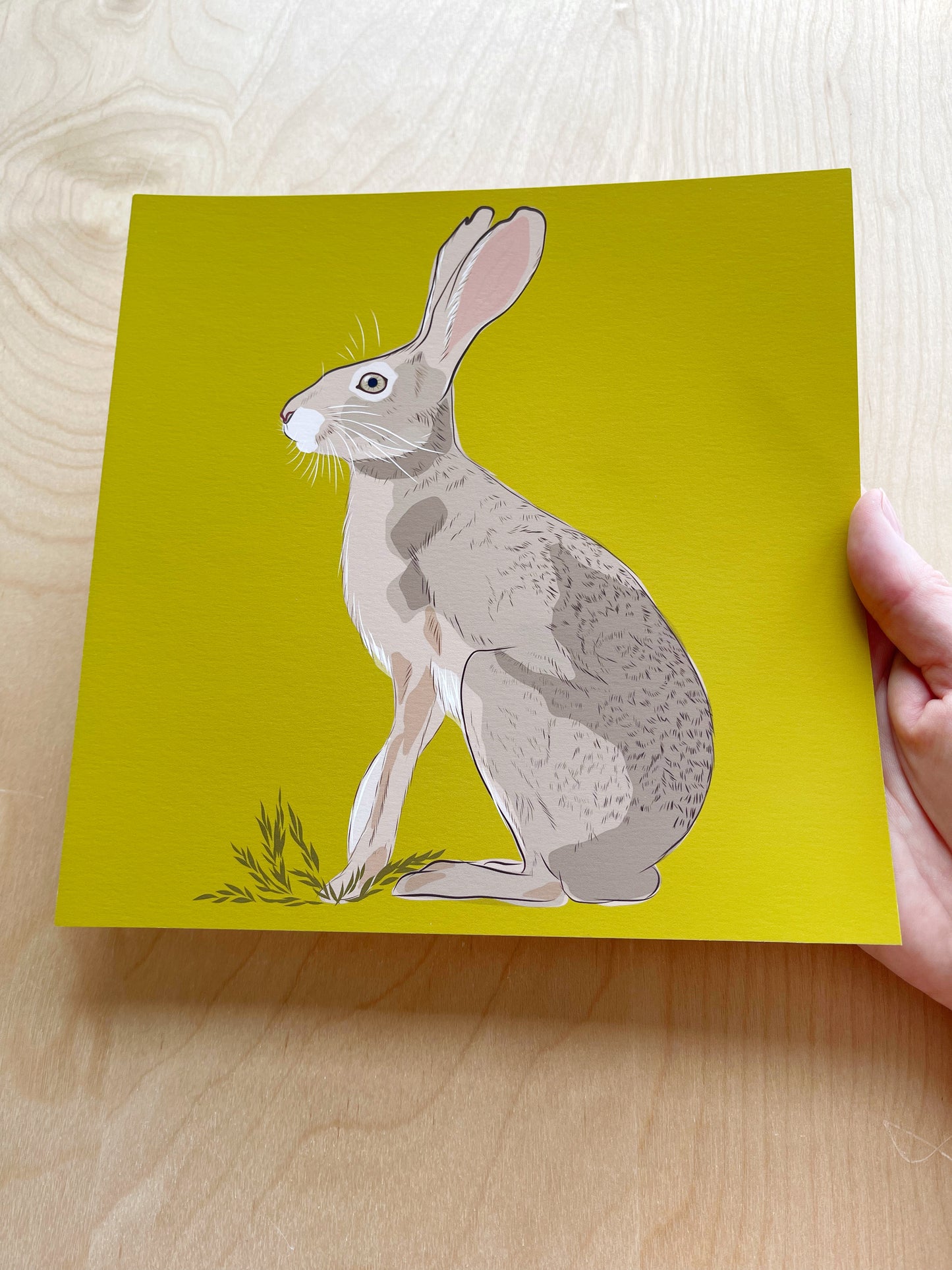 AB. Print of my Jackrabbit drawing 8” square peridot green background