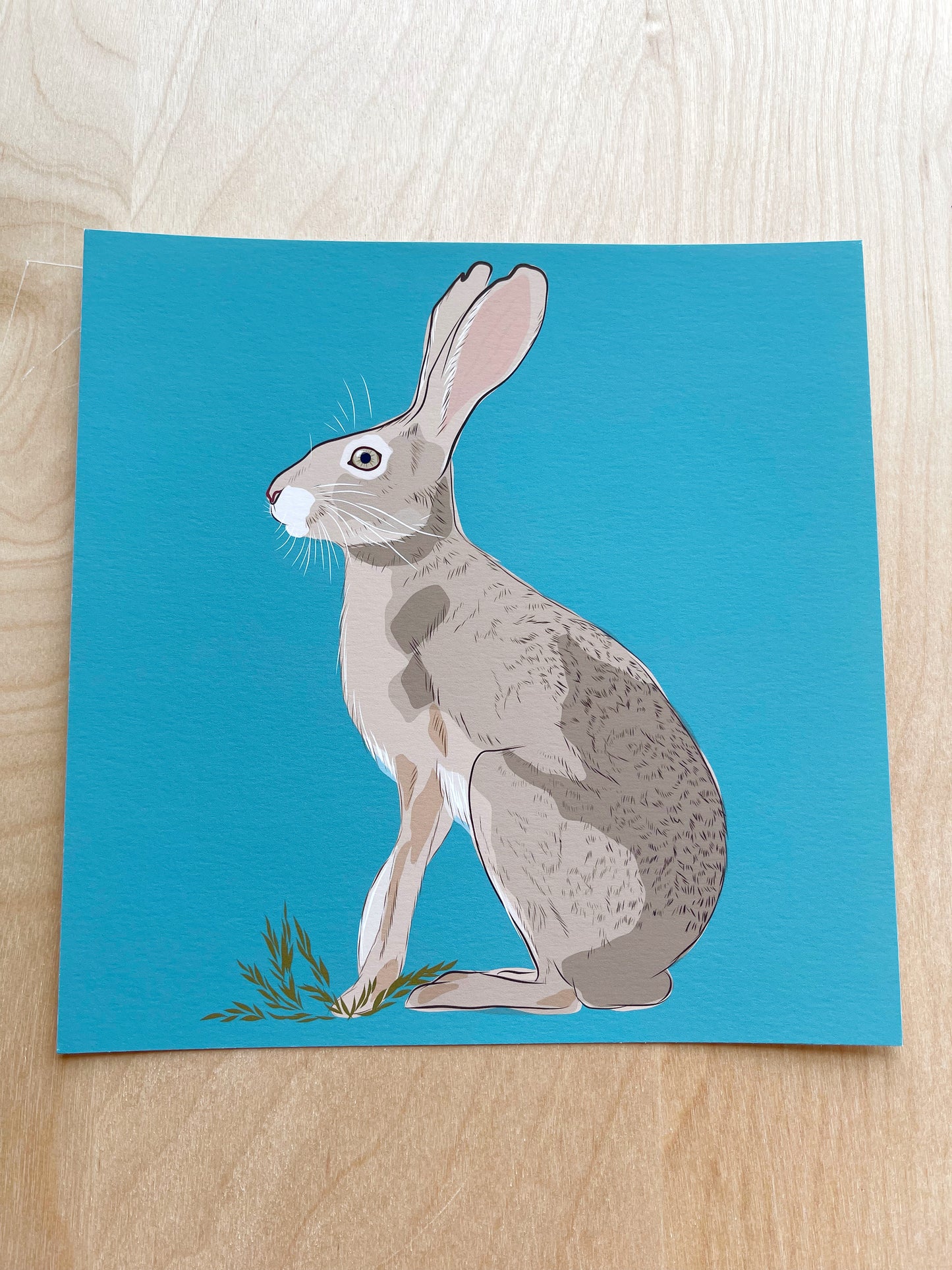 AB. Print of my Jackrabbit drawing 8” square turquoise background