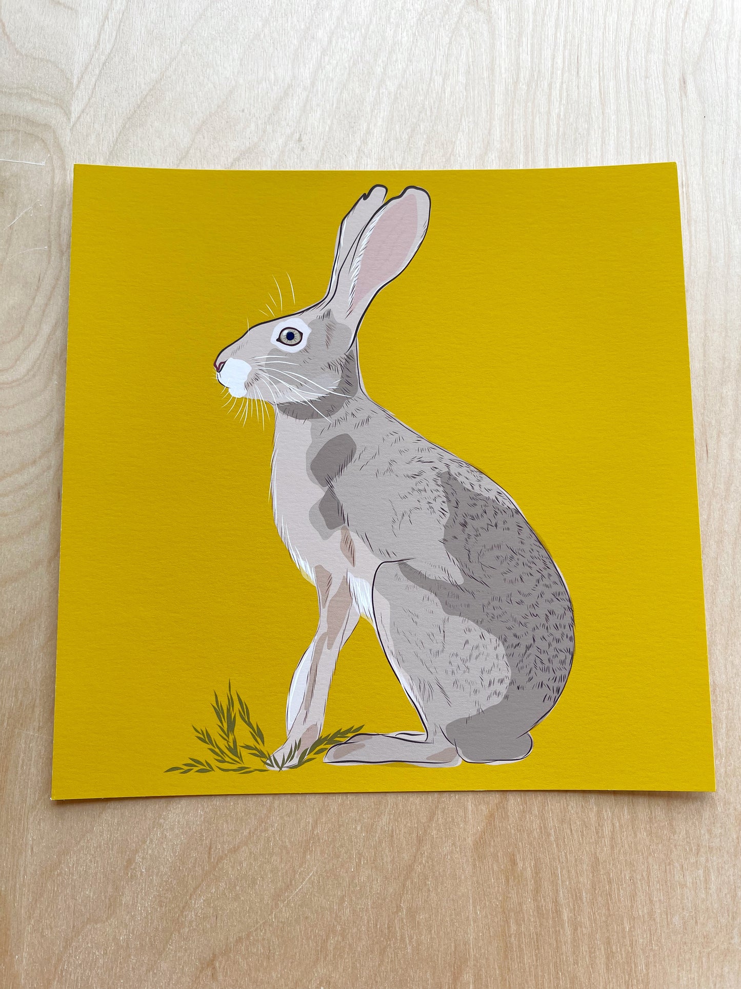 AB. Print of my Jackrabbit drawing 8” square yellow ocher background