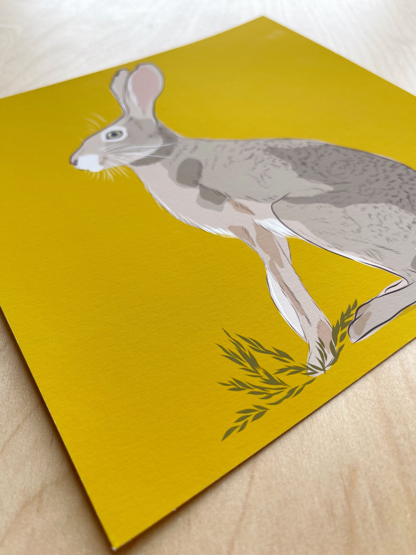 AB. Print of my Jackrabbit drawing 8” square yellow ocher background