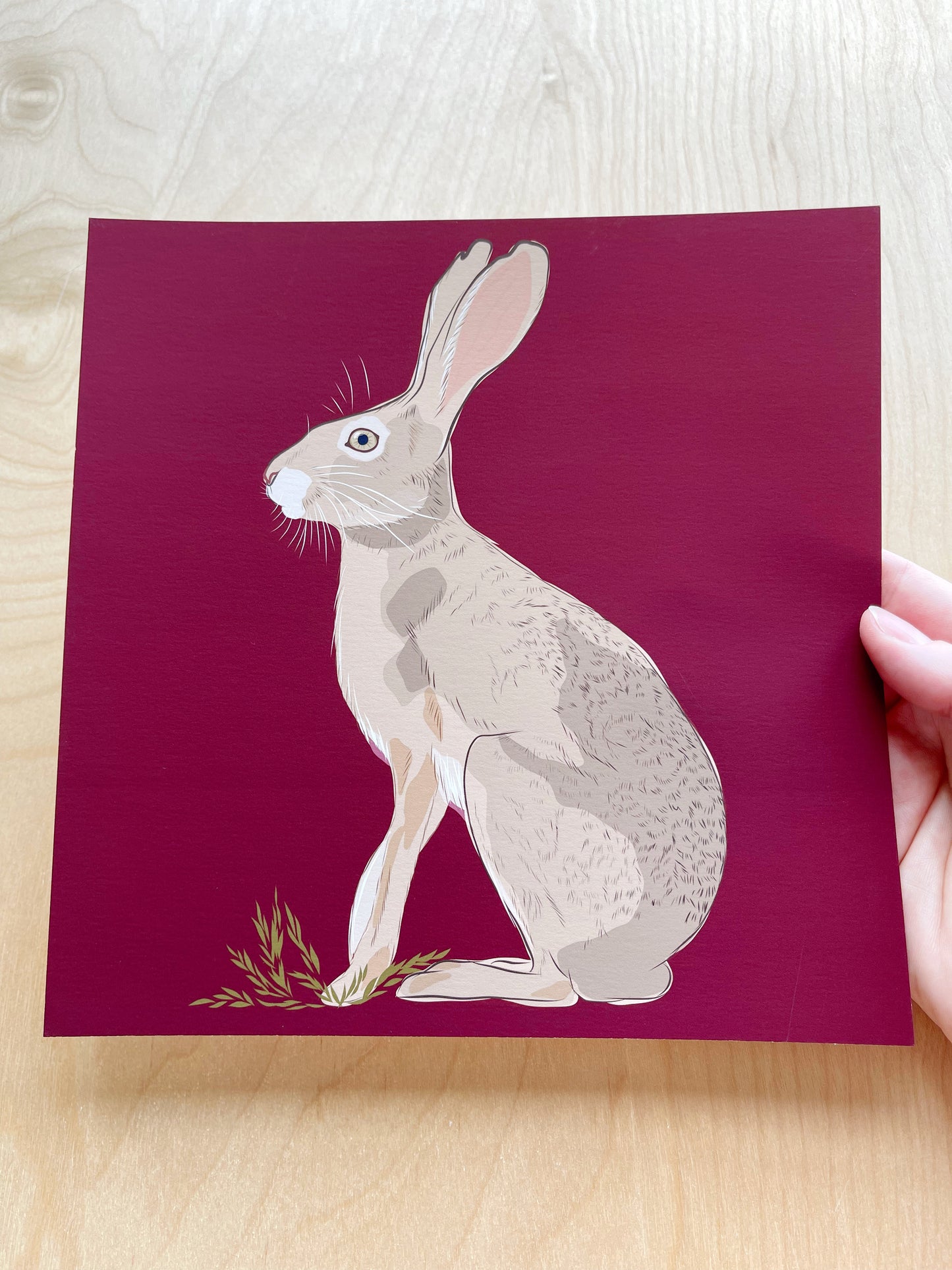 AB. Print of my Jackrabbit drawing 8” square Beetroot background
