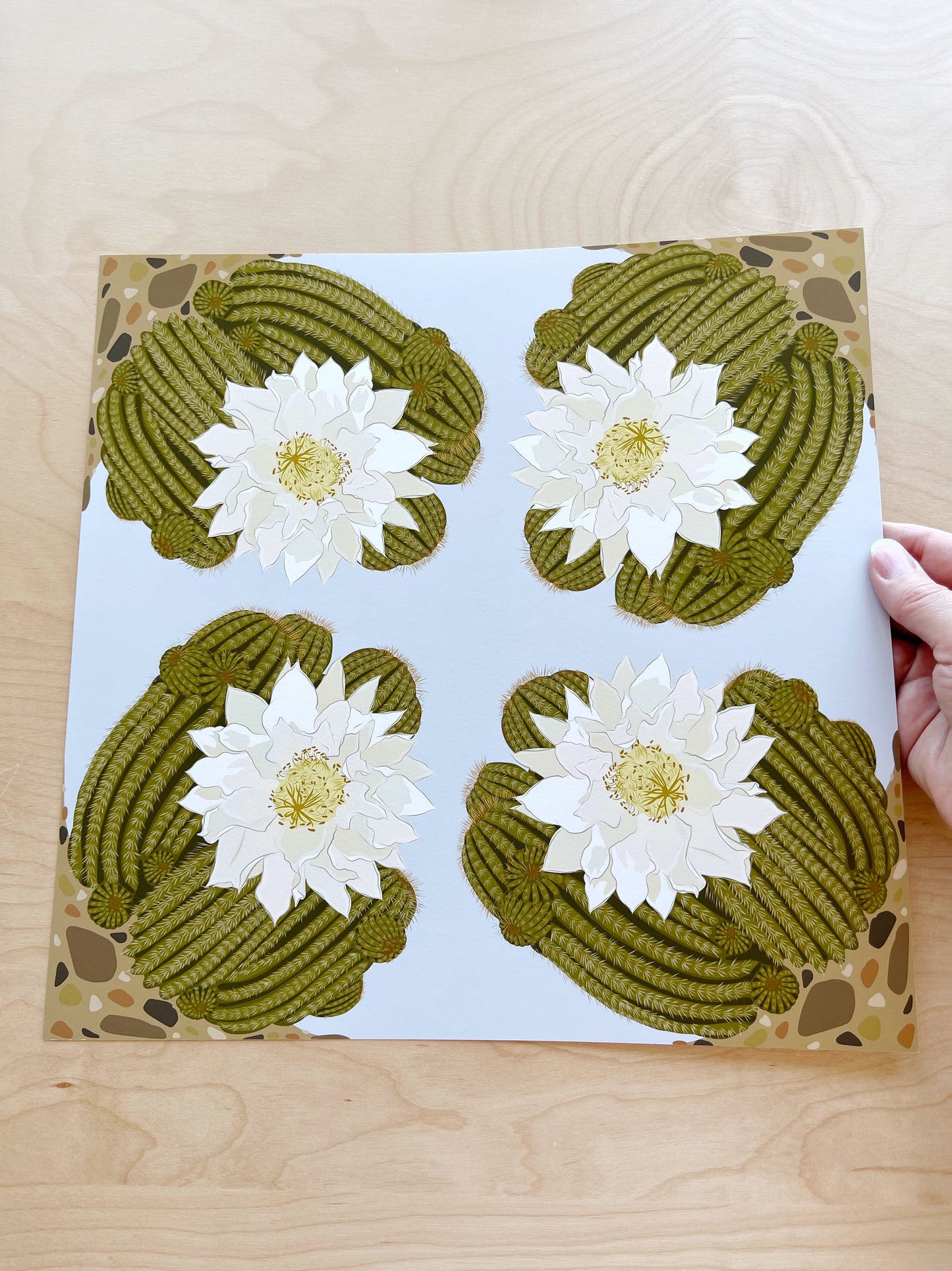 CP. Print of my Ivory Blooming Cactus design 12” x 12”