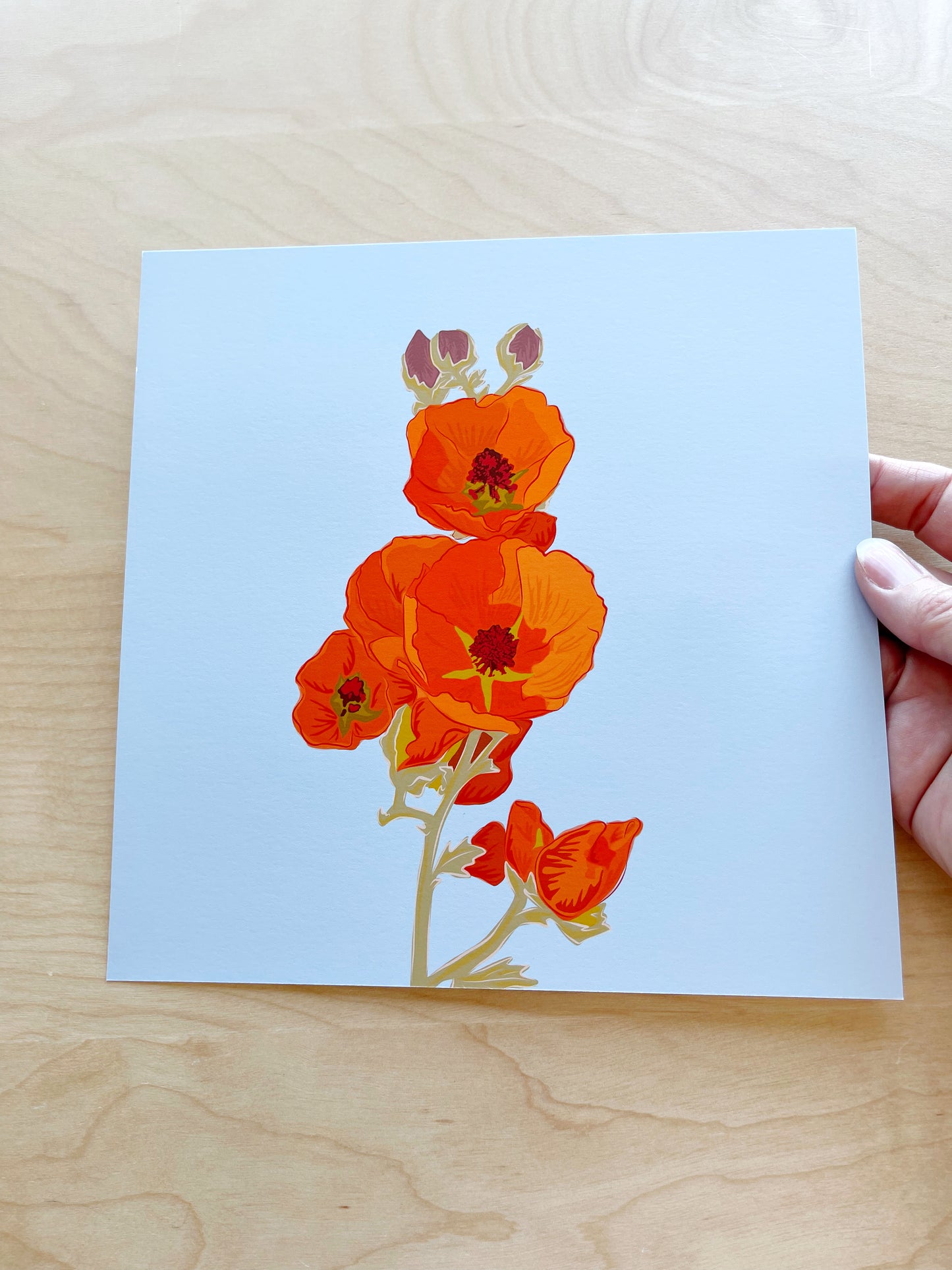 C. Print of my Apricot Globe Mallow drawing 8” square with a blue background