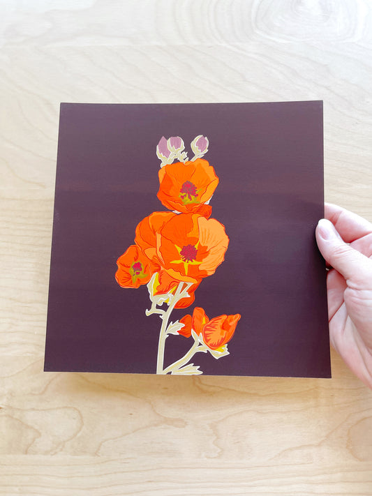 C. Print of my Apricot Globe Mallow drawing 8” square with a dark chocolate background
