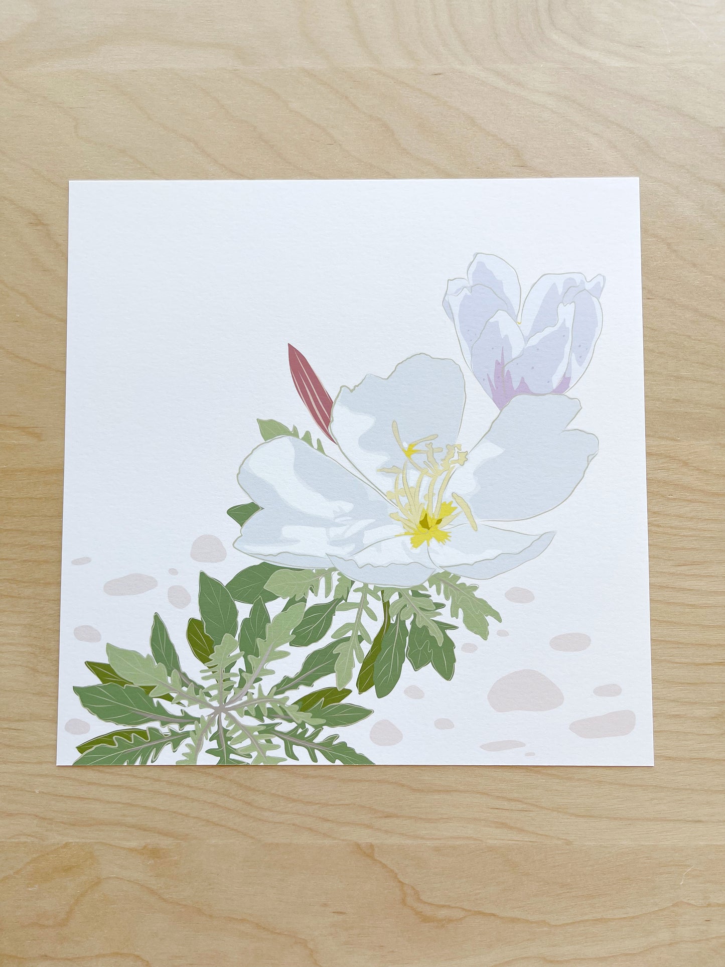 B. Print of my Desert Primrose drawing 8” square