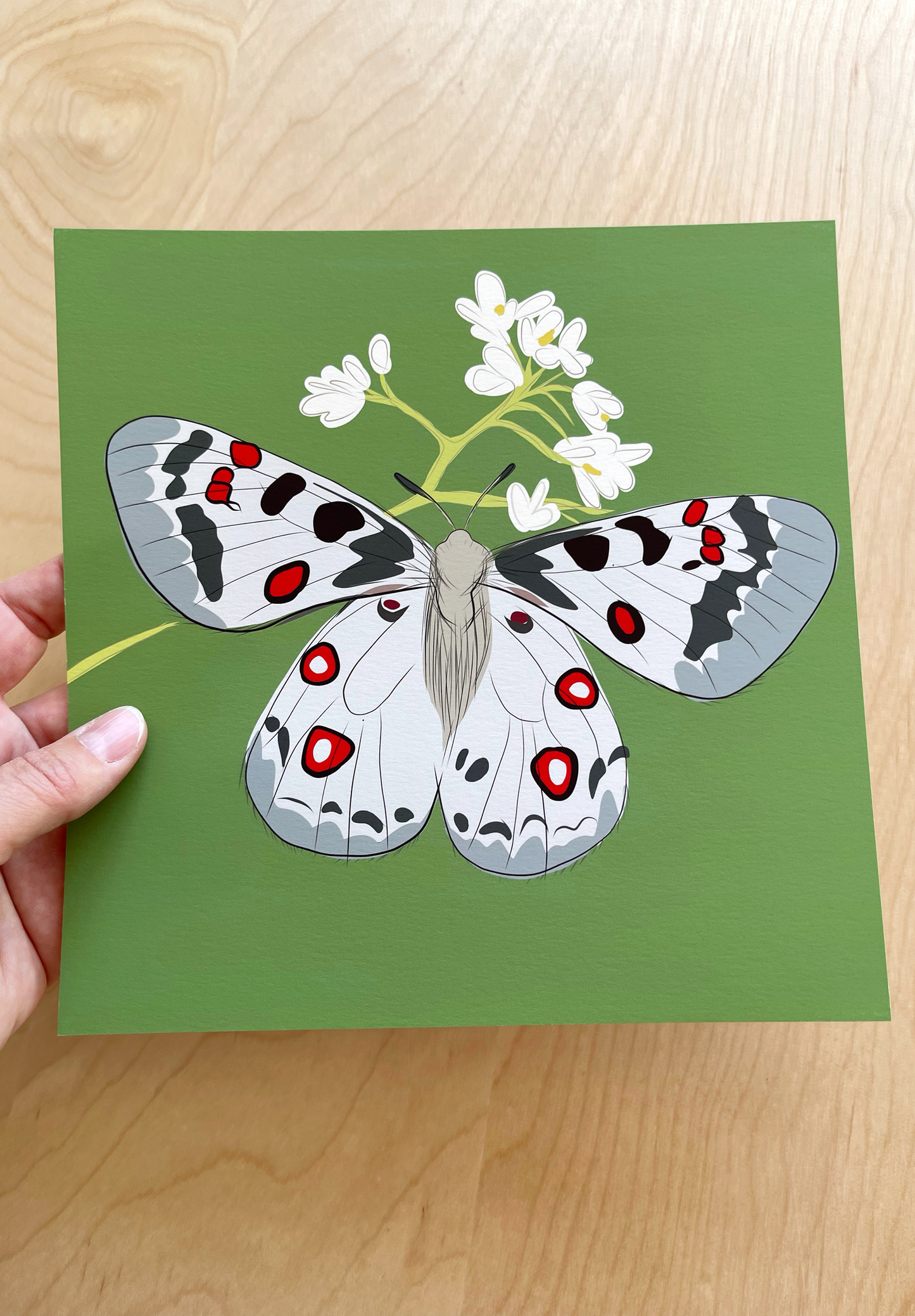 AE. Gray Moth with White Flowers on Green Print