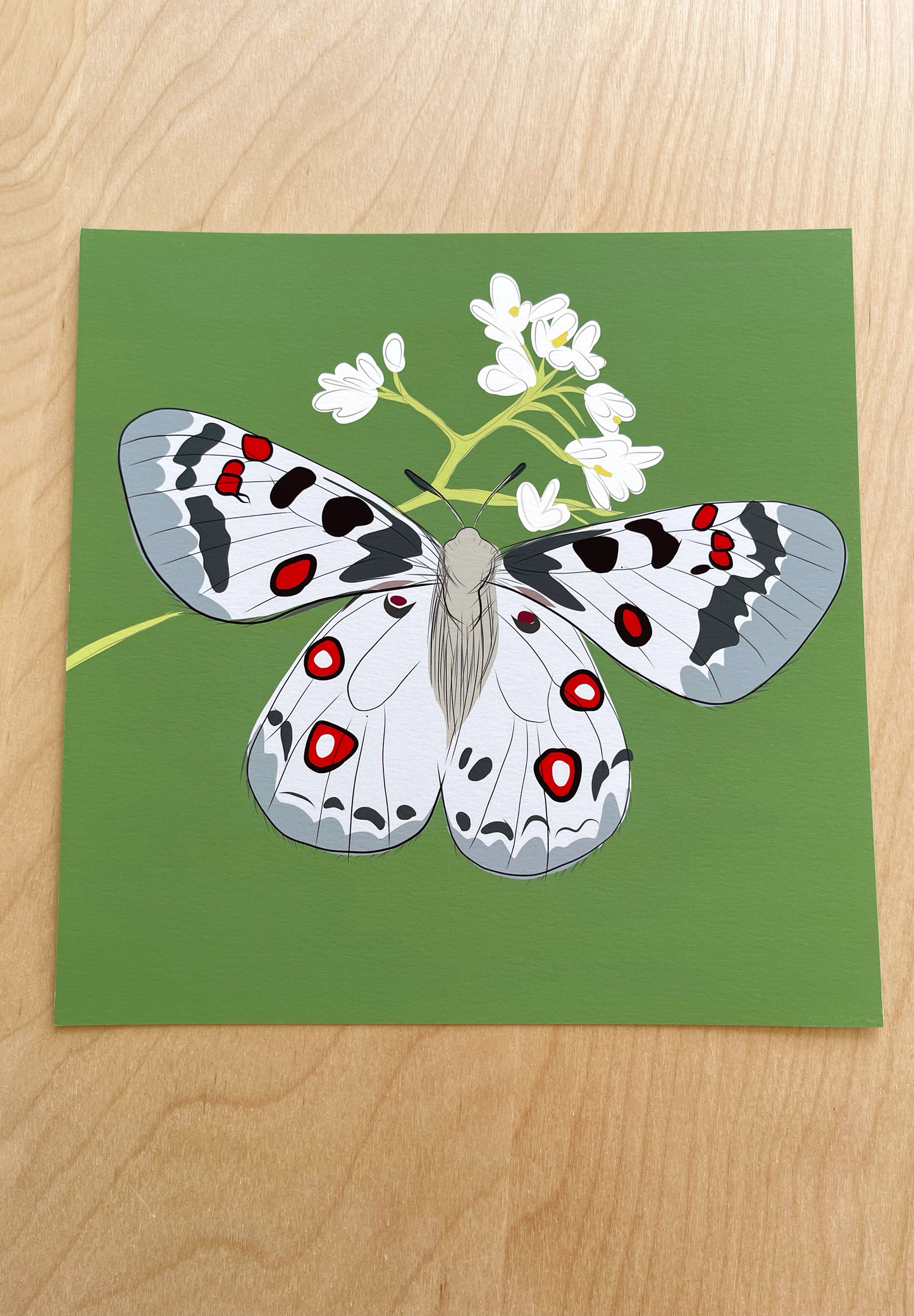 AE. Gray Moth with White Flowers on Green Print
