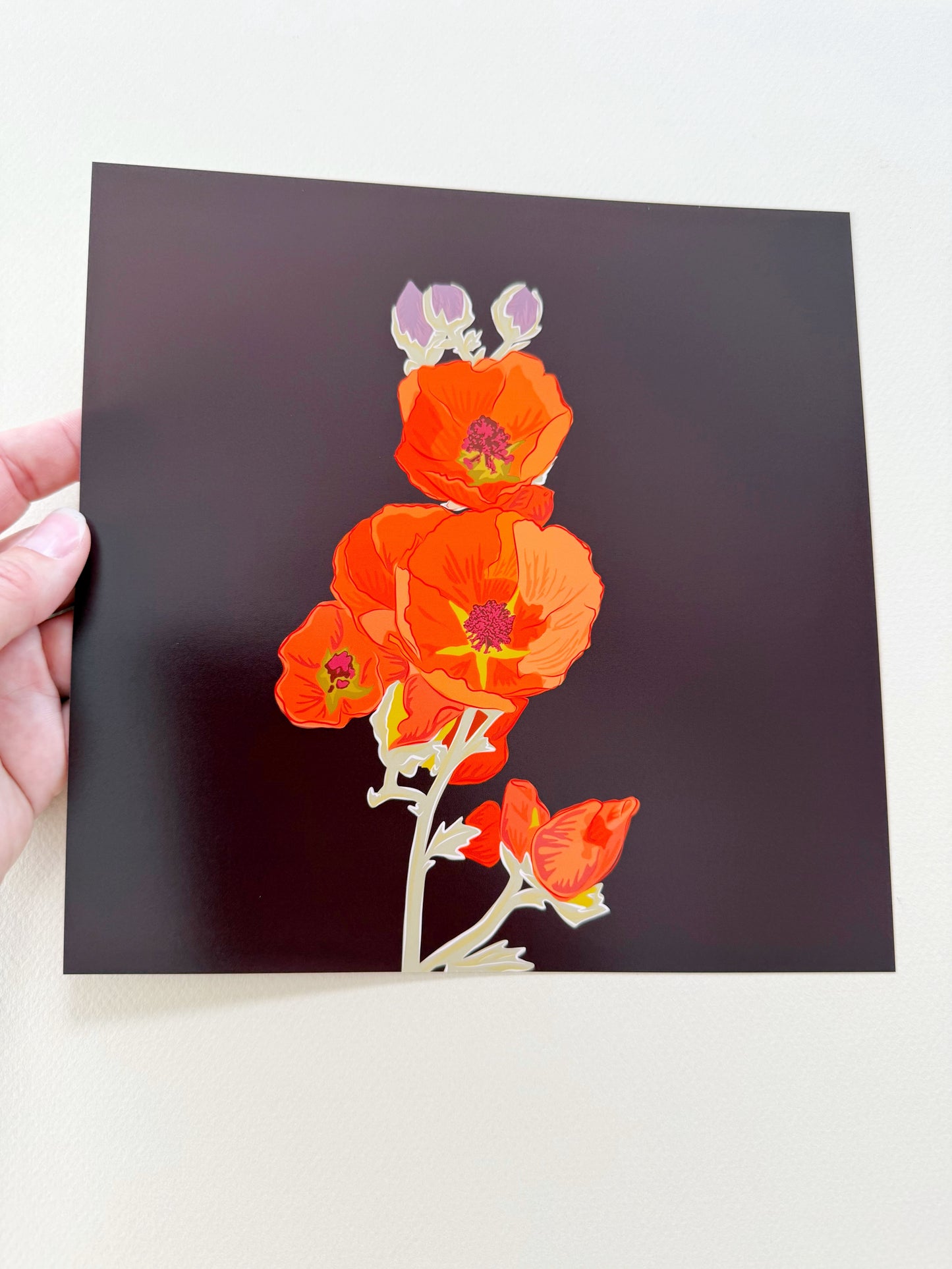 AK. Print of my Apricot Globe Mallow drawing with a dark chocolate background