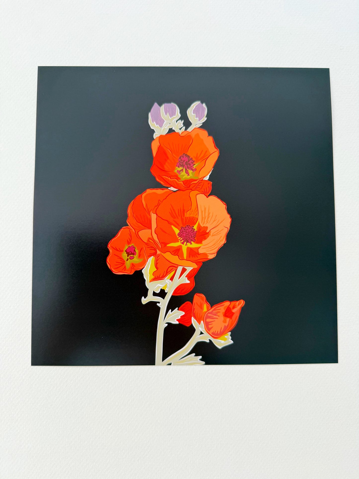 AK. Print of my Apricot Globe Mallow drawing with a dark chocolate background