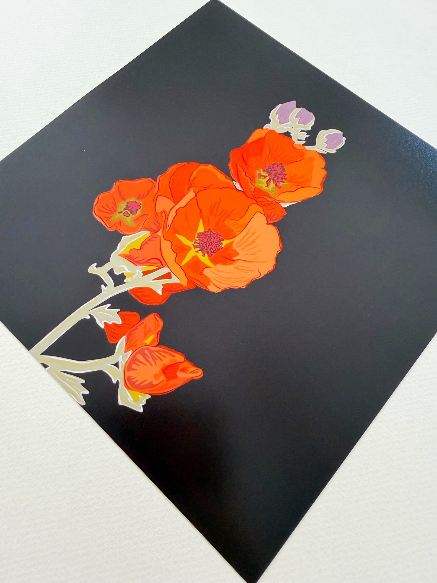 AK. Print of my Apricot Globe Mallow drawing with a dark chocolate background