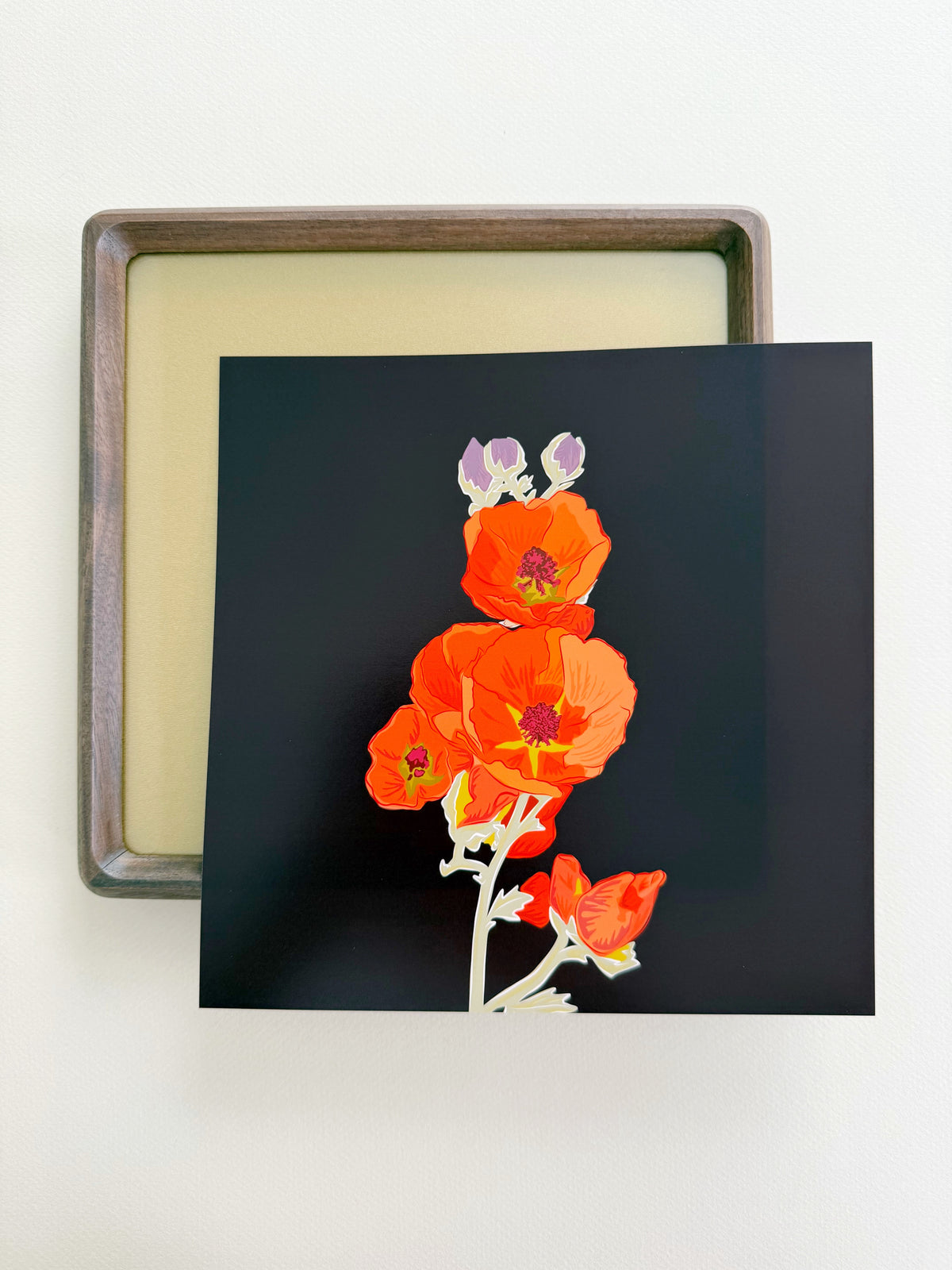 AK. Print of my Apricot Globe Mallow drawing with a dark chocolate background