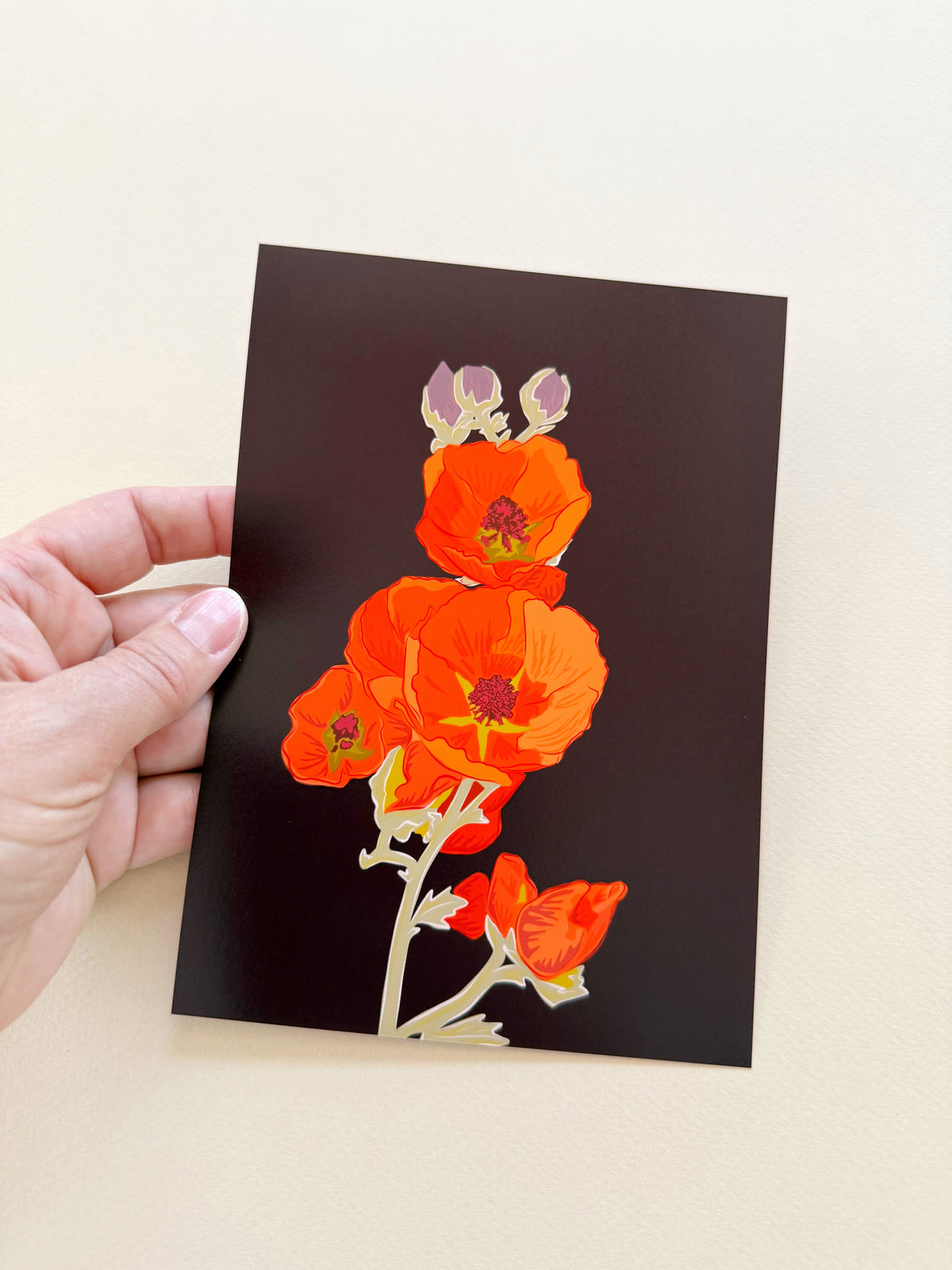 AK. Print of my Apricot Globe Mallow drawing with a dark chocolate background